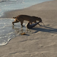Illustration for article titled An Extraordinary Photo Of A Bobcat Fishing For Sharks
